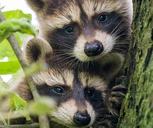 raccoon kits health hazards