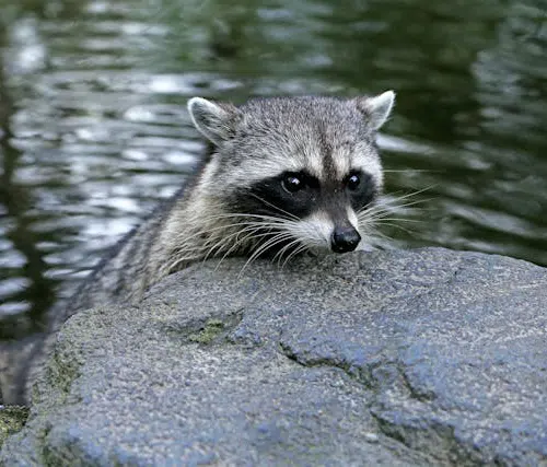 raccoon in water
