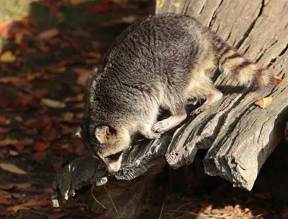 Raccoon on log