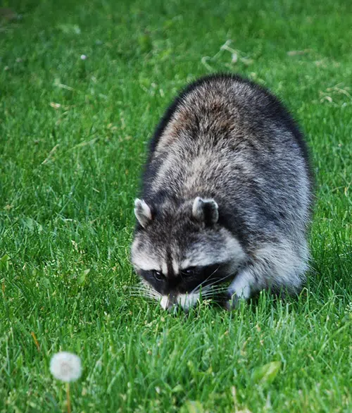 raccoon on grass