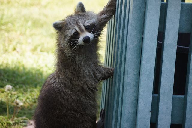 raccoon rabies