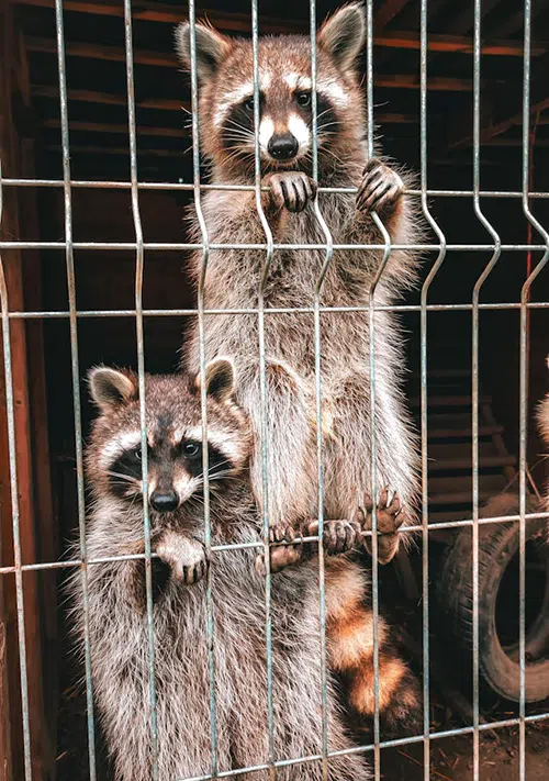 2 raccoons climbing wire fence