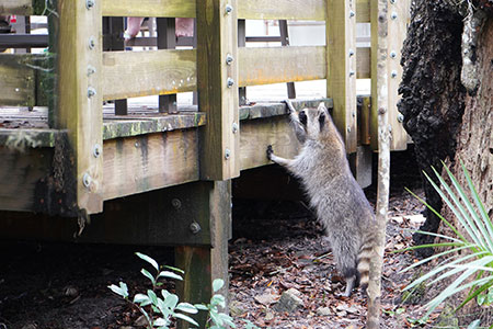 raccoon rabies toronto