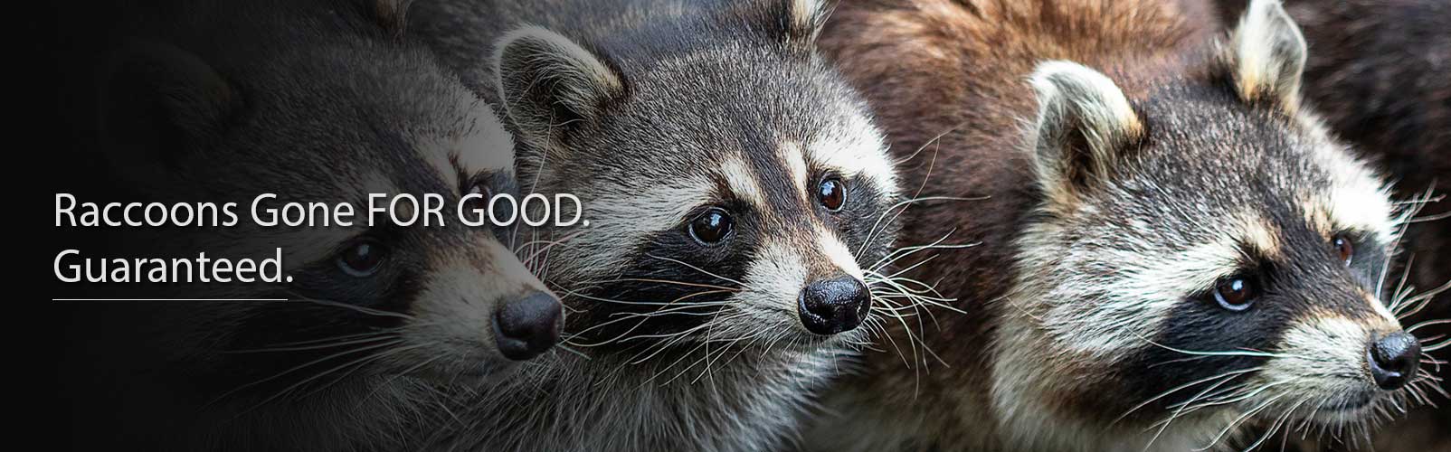 raccoon control removal toronto