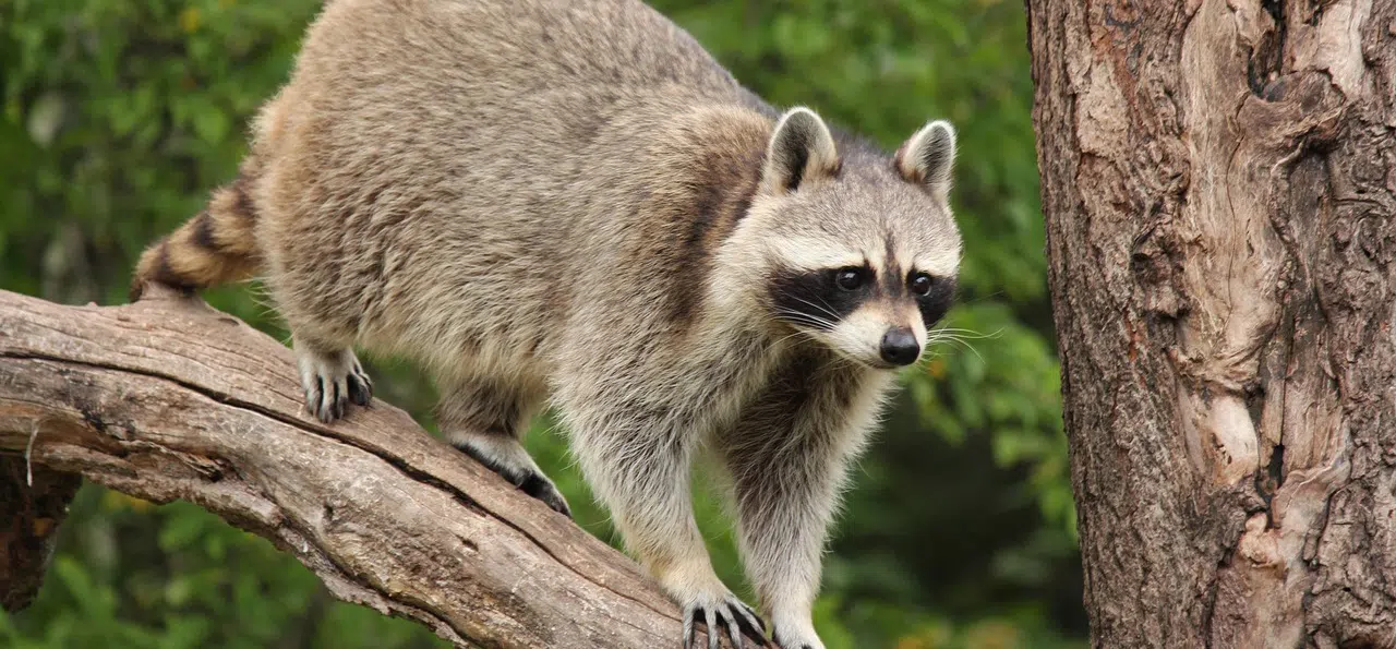 raccoon removal vs relocation raccoon on branch