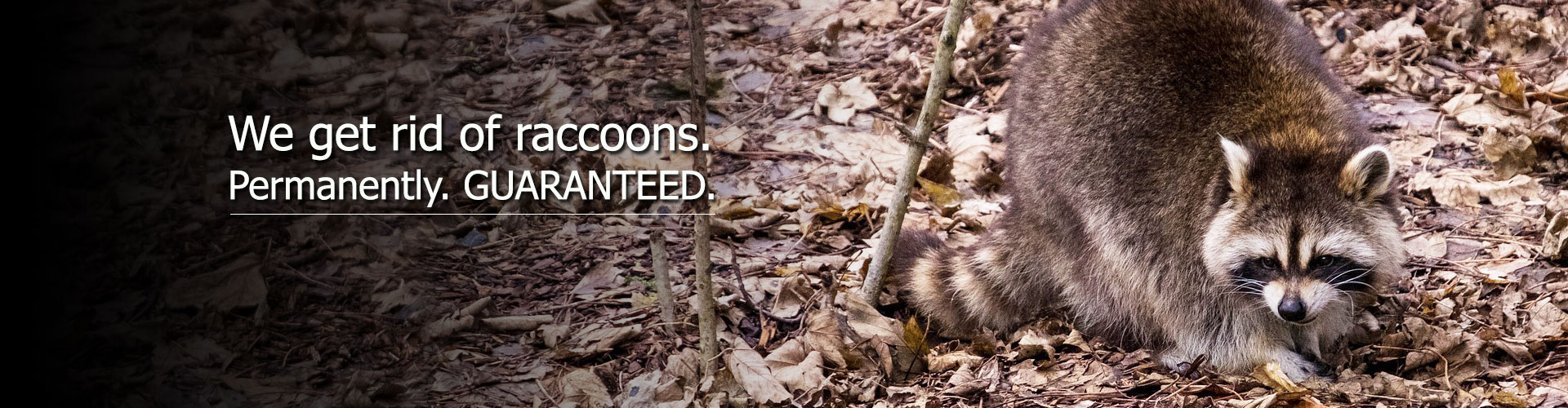 raccoon removal
