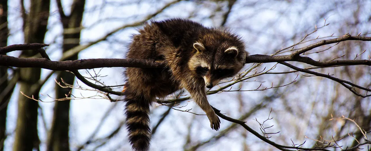 raccoon in tree