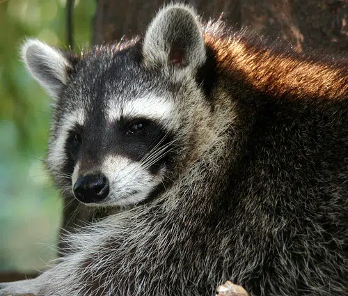 Raccoon