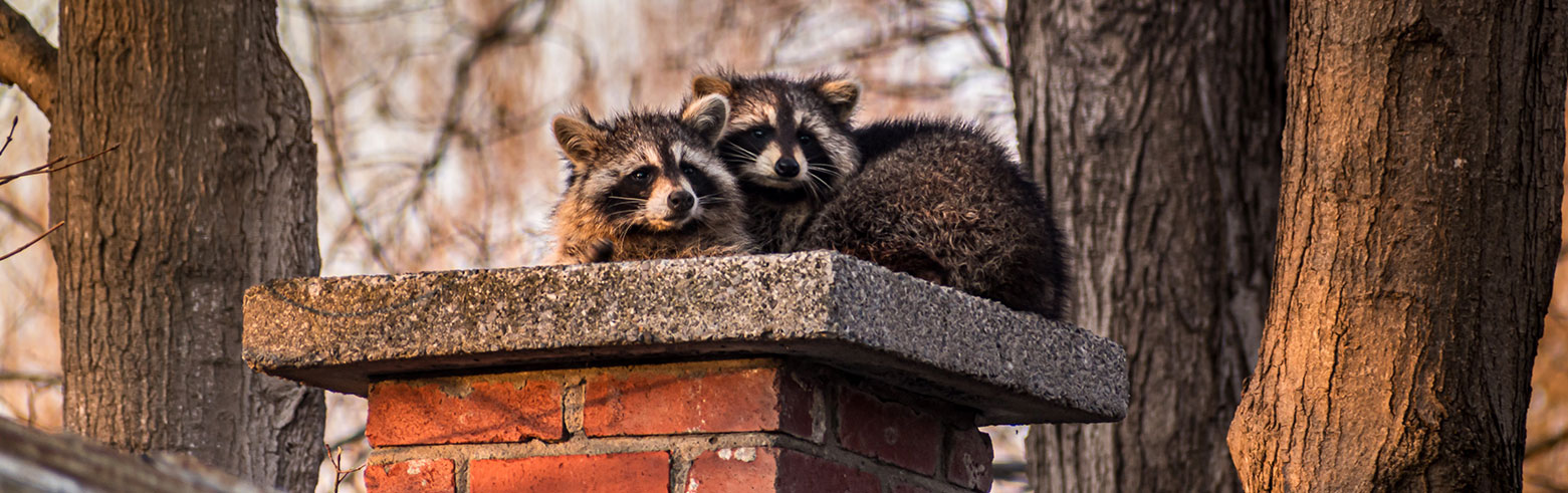 Raccoon Control during Summer Fall