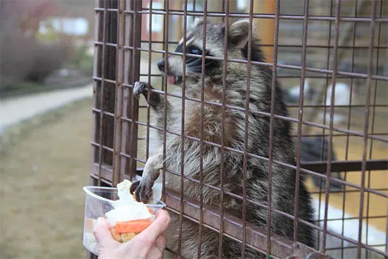 raccoon trap 