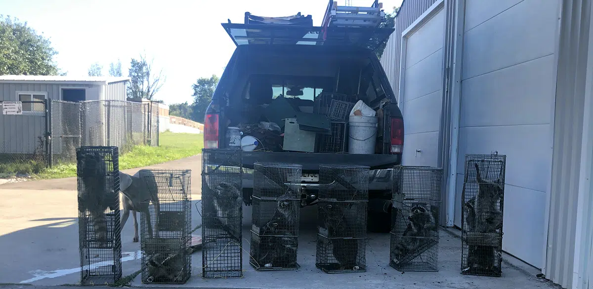 trapped raccoons in Toronto
