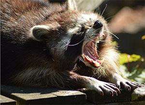 toronto raccoon control removal