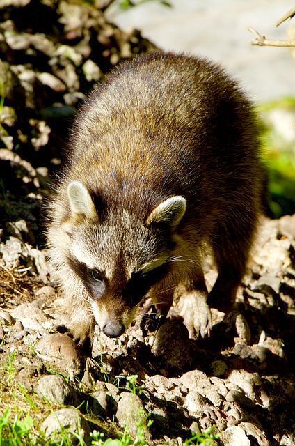 Raccoon Latrine Cleanup and Feces Removal