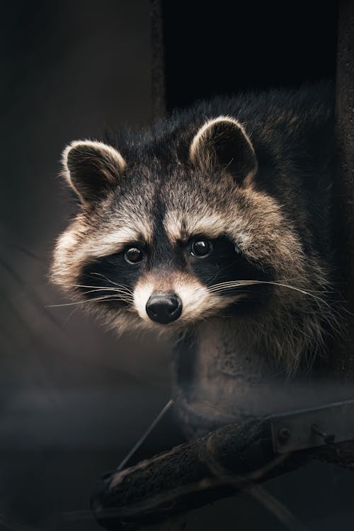 raccoon