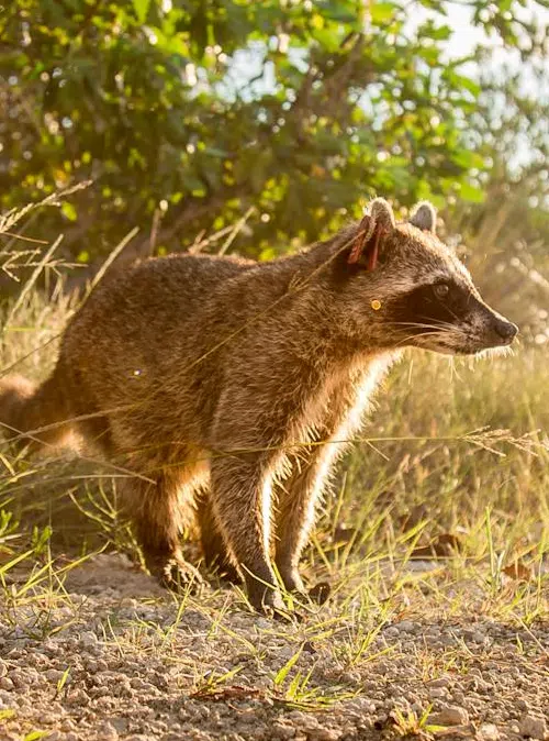Raccoon problems on construction sites raccoons around construction sites