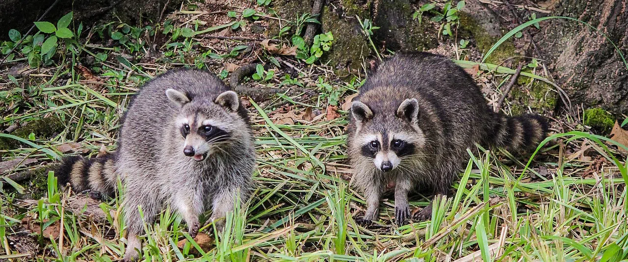 raccoons in wooded area near Aurora/Newmarket