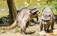 raccoon control removal richmond hill