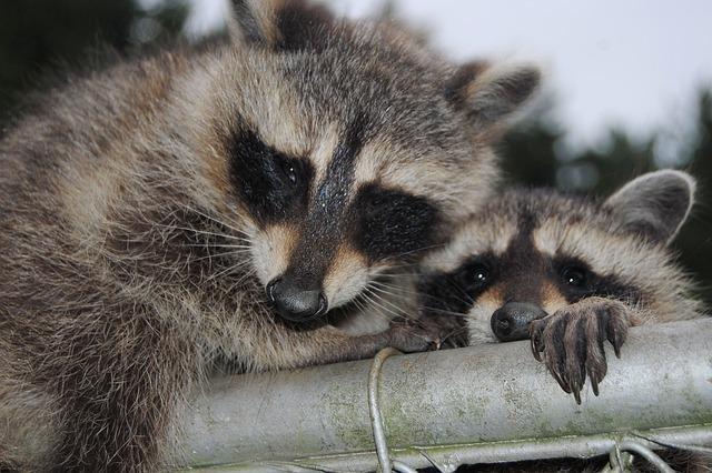 raccoons fence