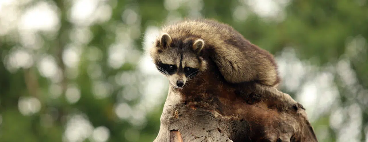 raccoon on tree stump