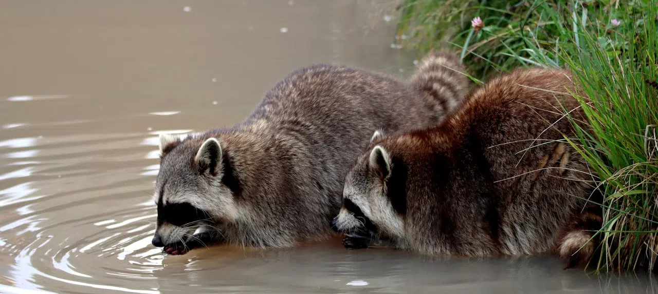 raccoons by water's edge