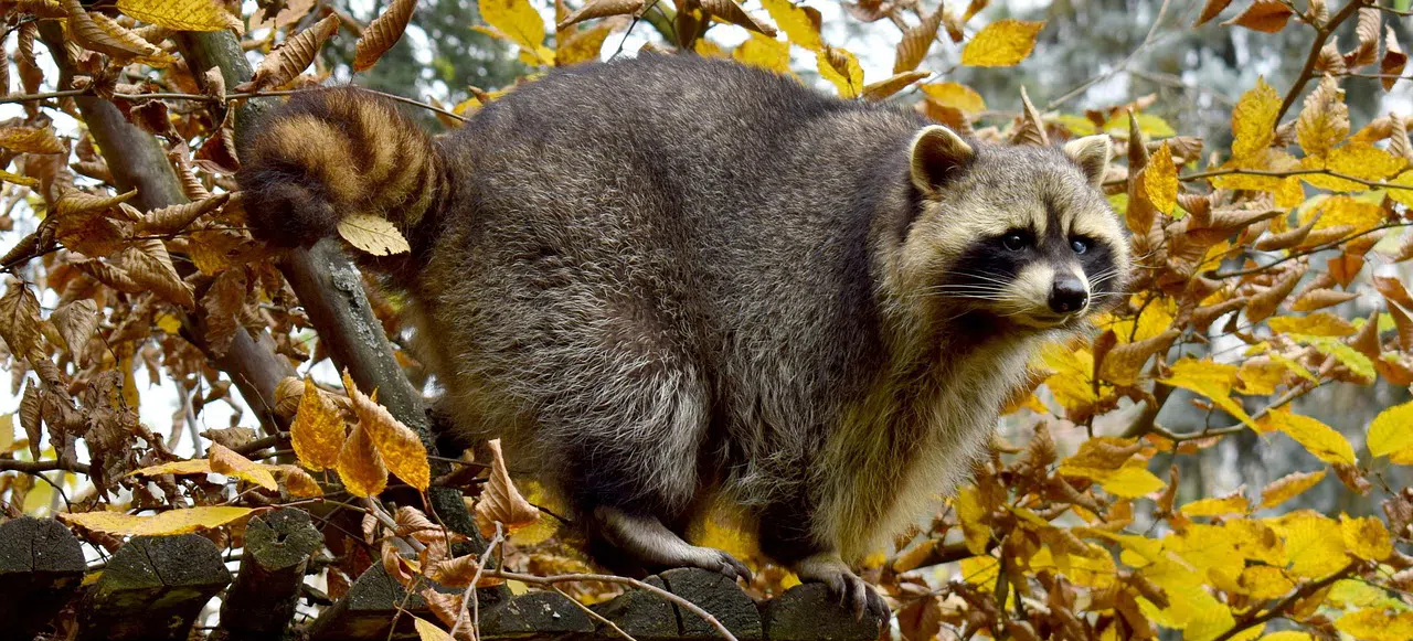 raccoon activity in autumn raccoon in fall