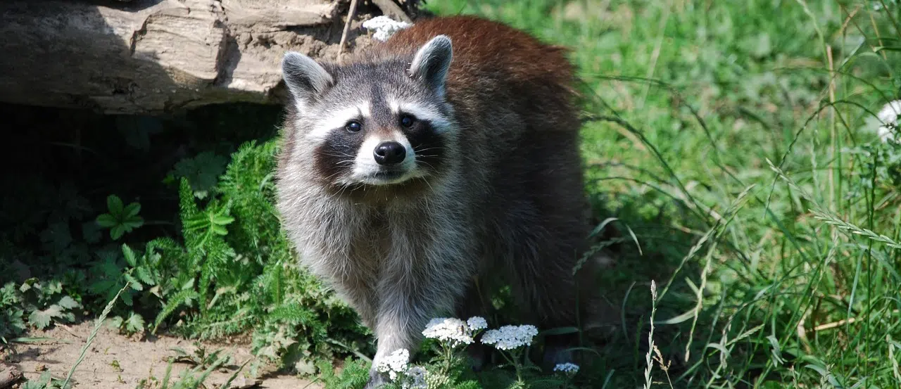 Racoons in GTA greenbelt raccoon in greenbelt