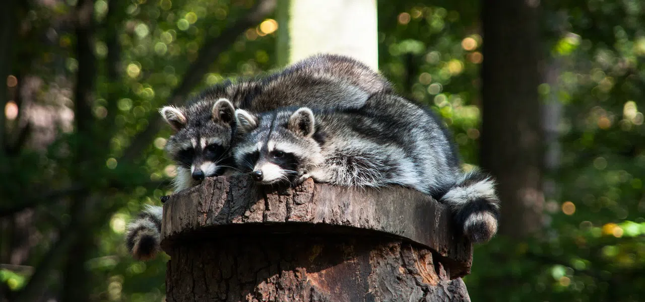 raccoons perched on tree stump