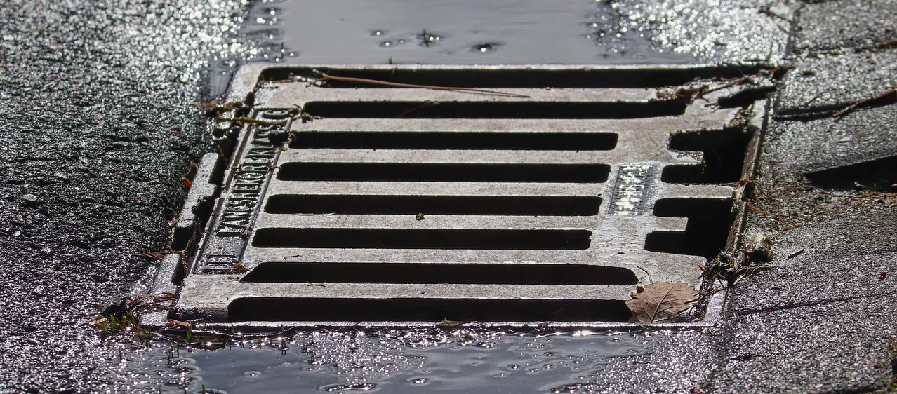 raccoons in storm drains