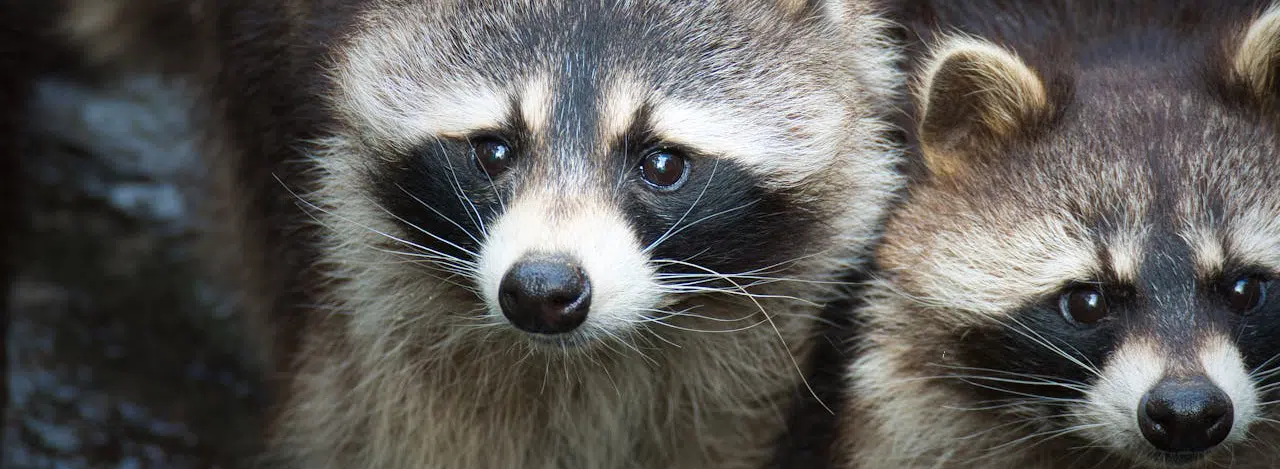 raccoons invading crawl space