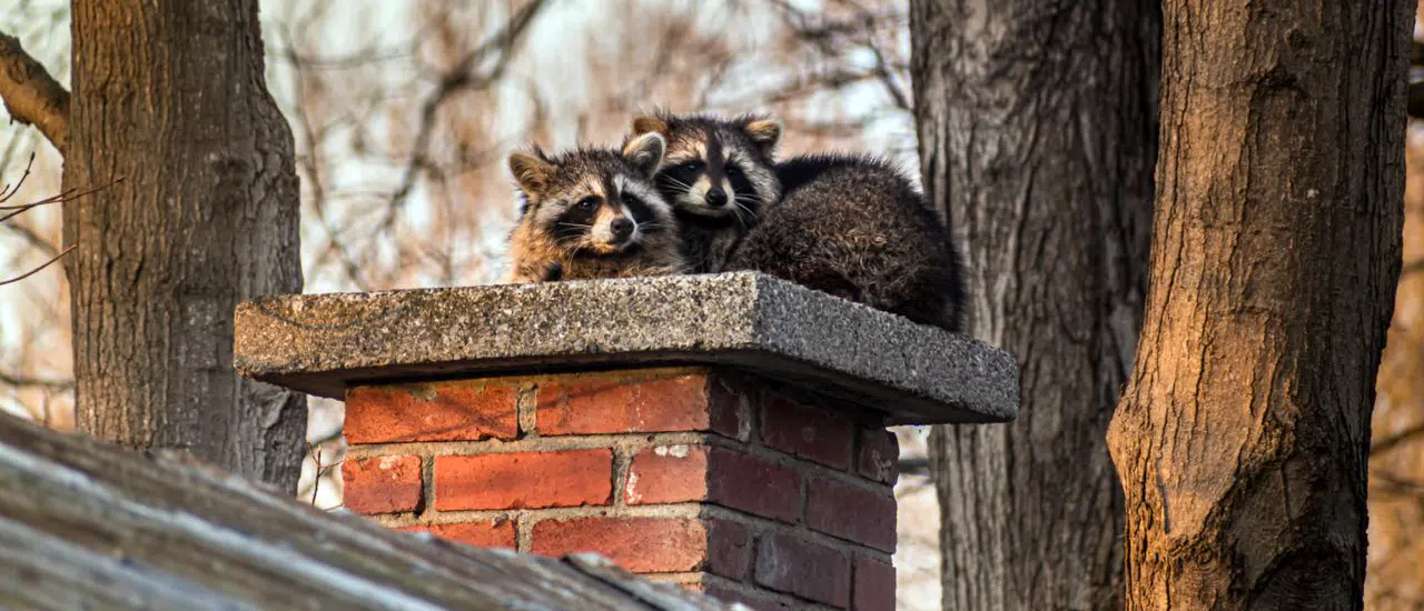 raccoons on chimney