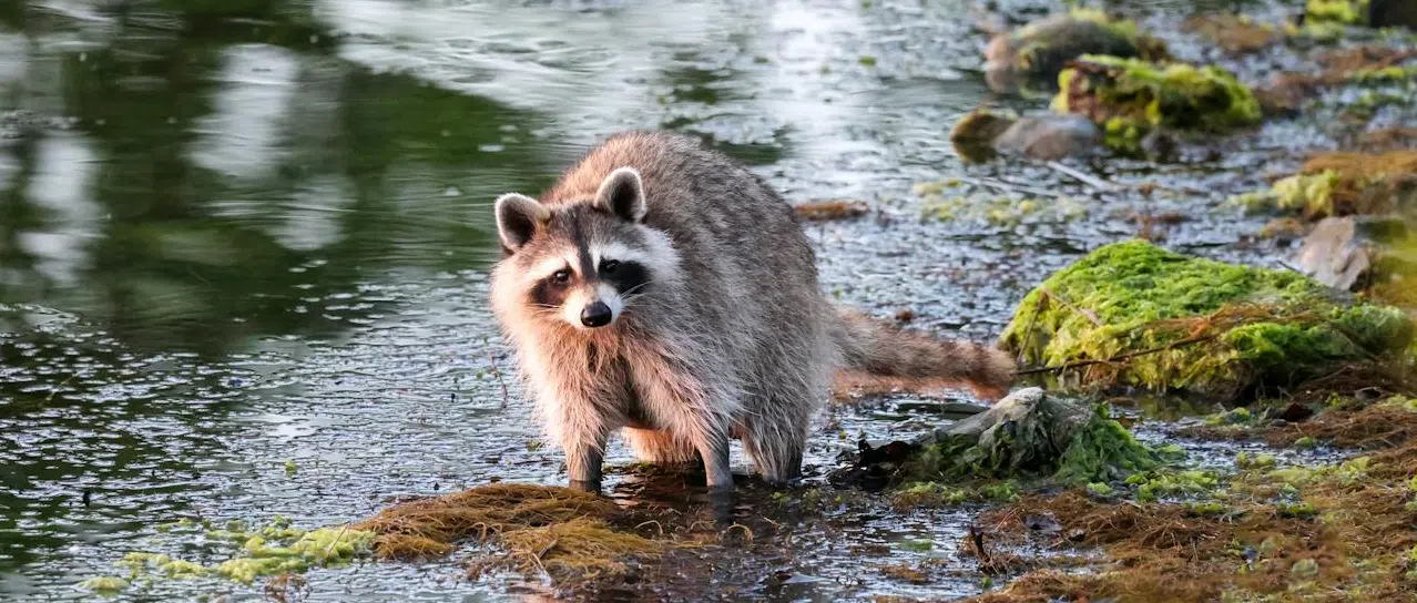 raccoons pickering ajax