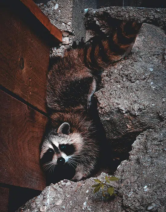 raccoons near Toronto home