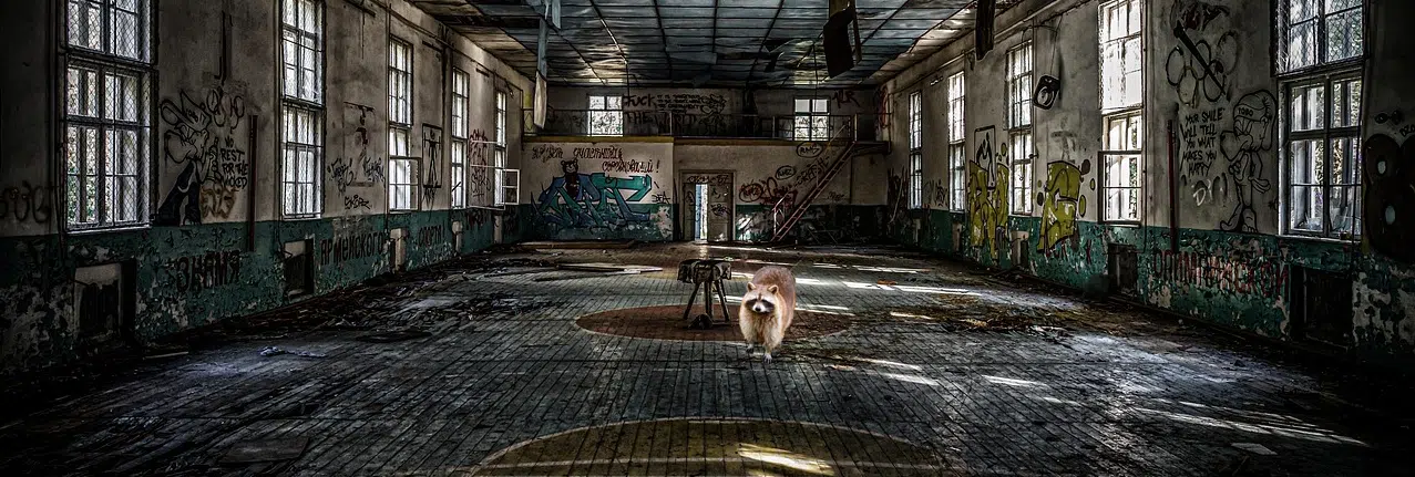 raccoon in vacant building