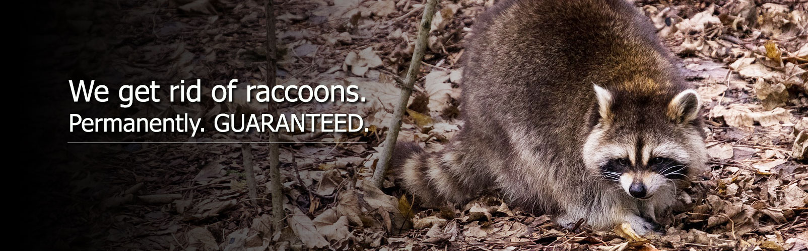 raccoon control removal hamilton