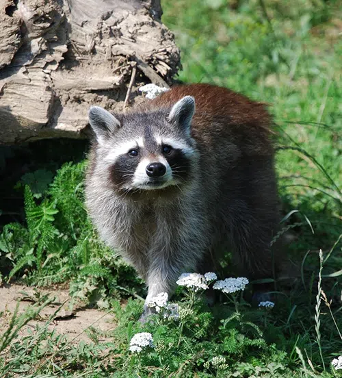 raccoon looking at camera