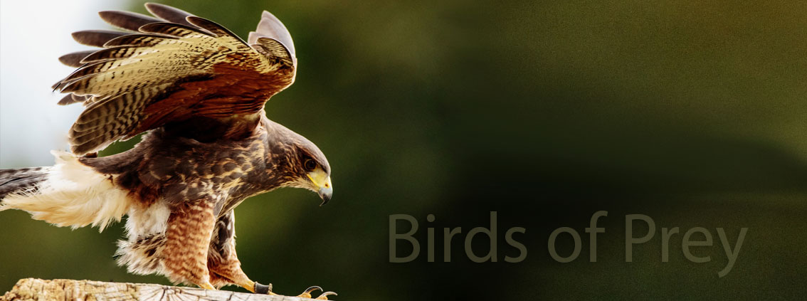 raptors in bird control