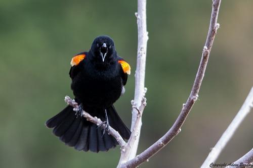 red winged blackbird male 