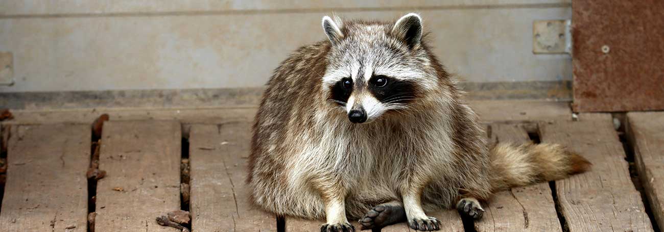 safely clean raccoon poop