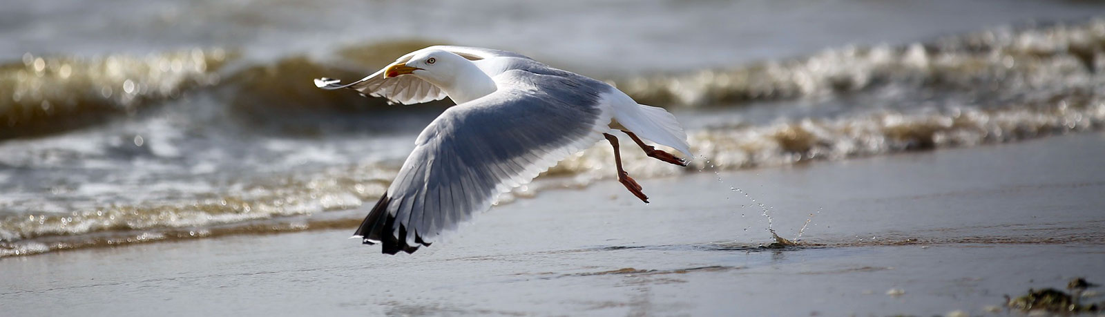 seagull coast