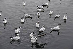 seagull control oshawa