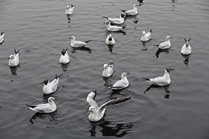 seagull control brampton