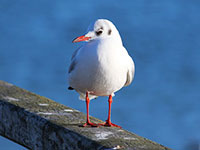 seagull control removal barrie