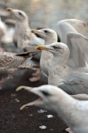 seagull control oakville
