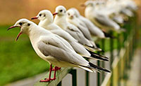 seagull control removal richmond hill