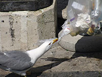 WHY DO SEAGULLS LIKE PARKING LOTS?