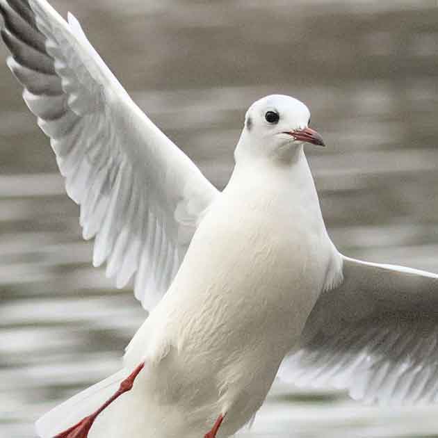 seagull in article
