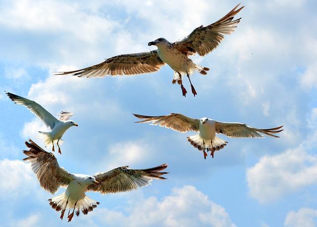 Oakville seagull removal and control