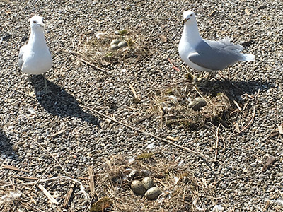 seagulls nest