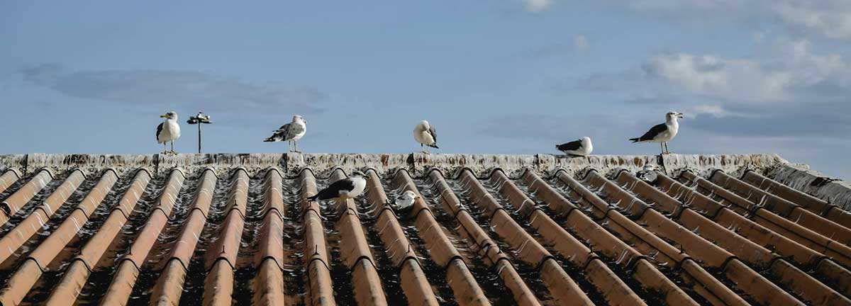 seagulls on roof