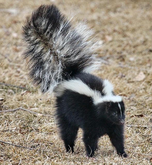 skunk pixabay